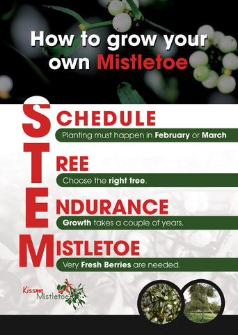 Grow your Own Mistletoe
