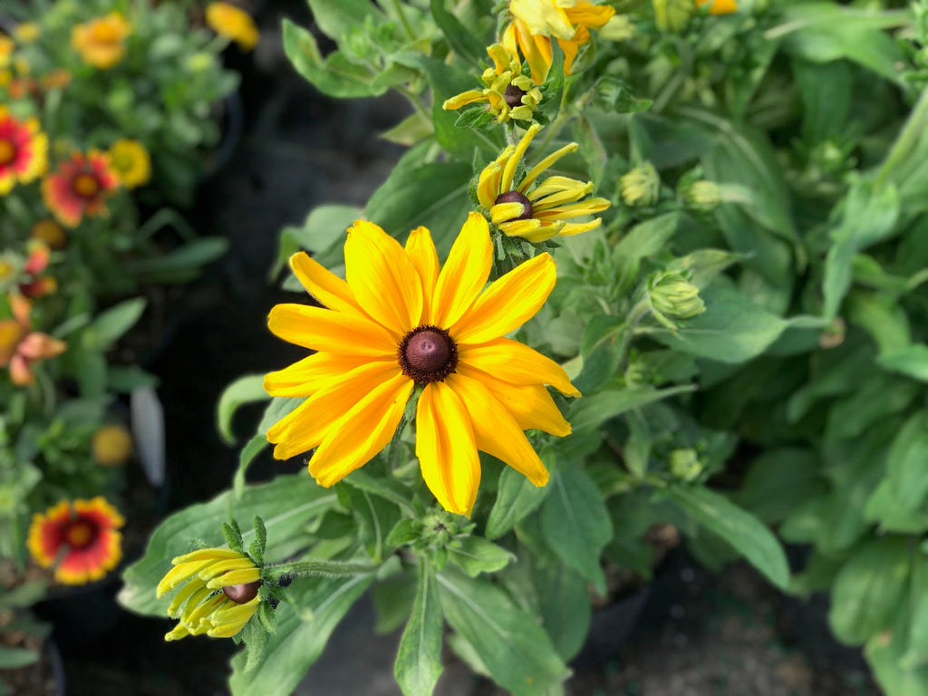black-eyed Susan