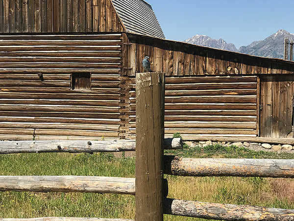 Mormon Barn Wyoming Grand Teton National Park Johnathan Harris