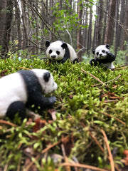 Anwyn M. - Family Time