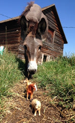 Horses and Giant Donkey By Brenda N