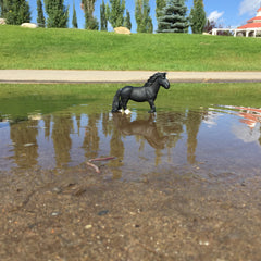 Shayona M. - Reflection at Spruce Meadows