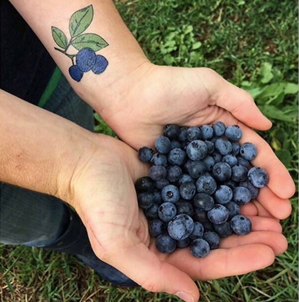 YOU-PICK OPEN AUGUST 11-12