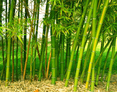 bamboo,bamboo underwear