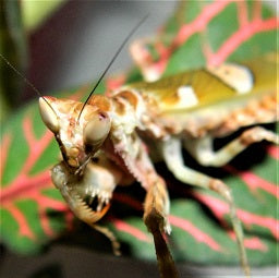 Indian Flower Mantis Caresheet (Creobroter pictipennis) | PanTerra Pets