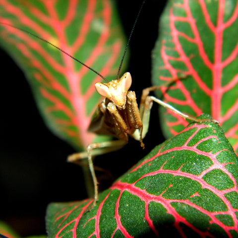 Indian Flower Mantis (Creobroter pictipennis) adult male