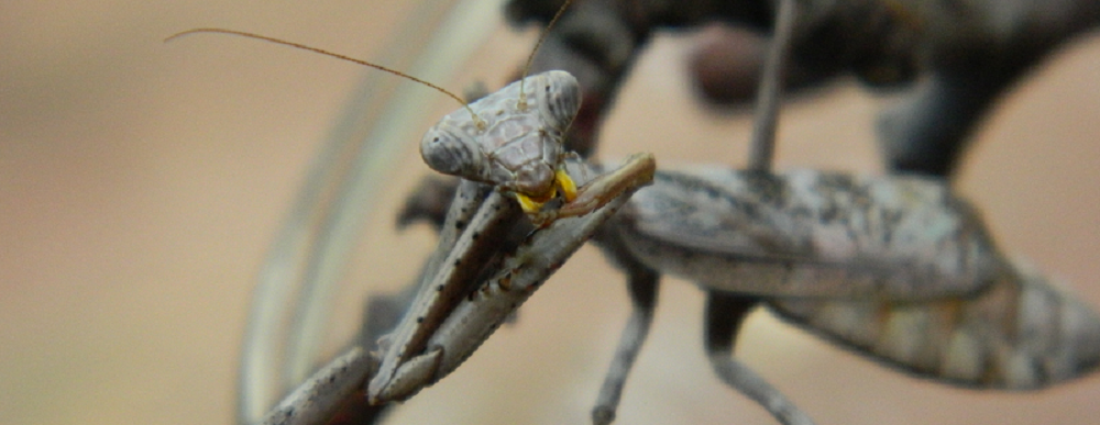 Carolina mantis adult female gray