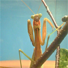 Chinese Mantis Adult Male