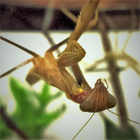 Chinese mantis subadult female