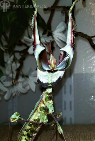Giant Devil's Flower Mantis (Idolomantis diabolica) adult male deimatic threat display