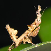 Ghost Mantis Caresheet (Phyllocrania paradoxa) | PanTerra Pets
