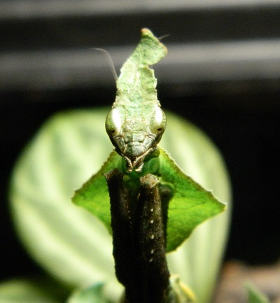 Ghost Mantis (Phyllocrania paradoxa) green female