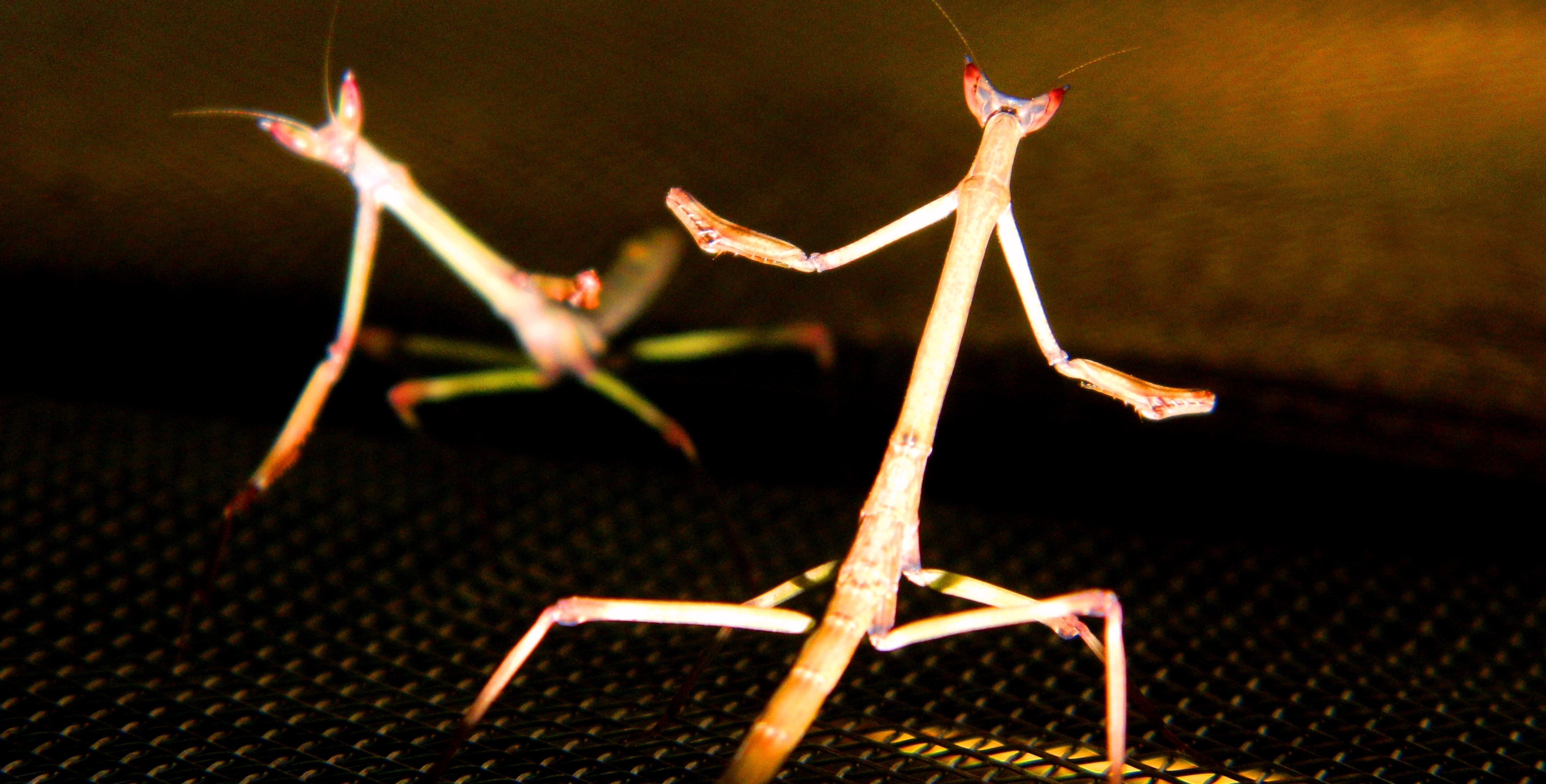 Giant African Stick Mantises (Heterochaeta sp.) Fighting