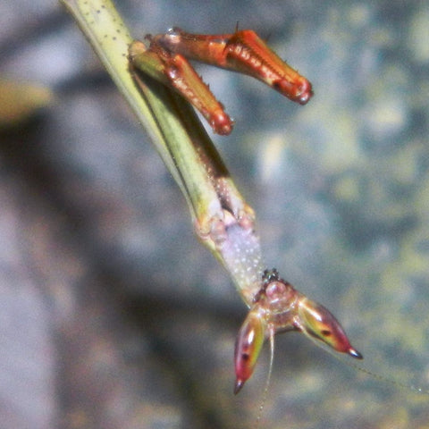 Giant African Stick Mantis, Heterochaeta sp., Juvenile