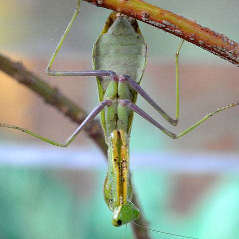 Giant Asian Mantis (H. membranacea) Adult | PanTerra Pets
