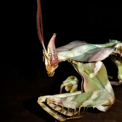 Giant Devil's Flower Mantis (Idolomantis diabolica) Caresheet at PanTerra Pets