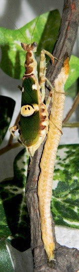 Indian Flower Mantis Ootheca (Creobroter pictipennis) PanTerra Pets