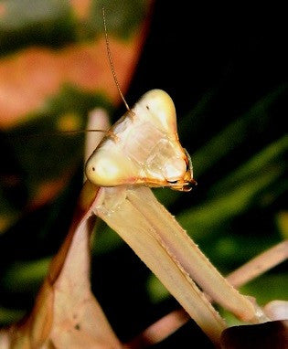 Giant Asian Mantis (Hierodula Membranacea) | PanTerra Pets