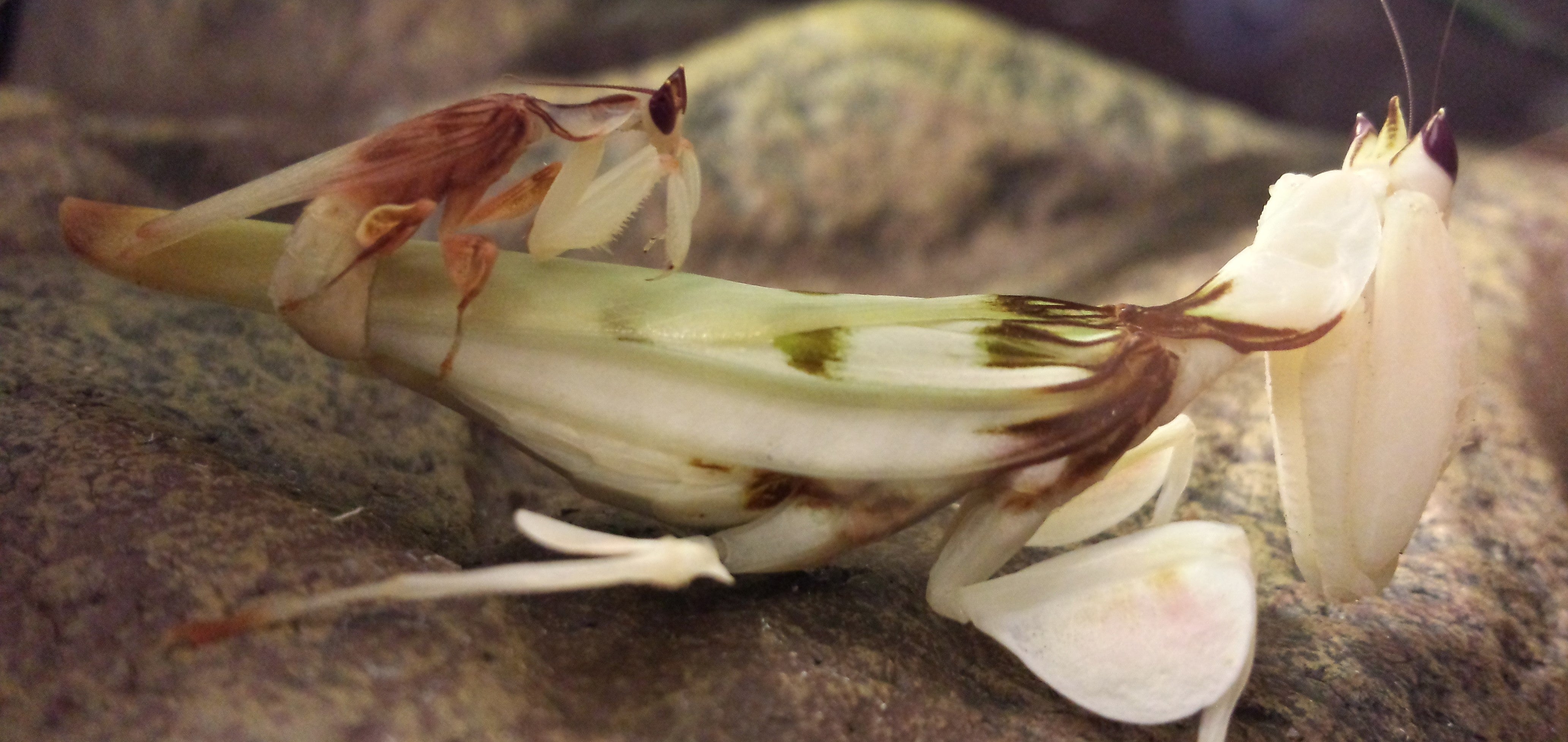 Orchid Mantises (H. coronatus) Mating | PanTerra Pets