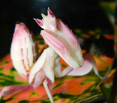 Orchid Mantis (Hymenopus coronatus) Purple Female