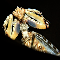Thistle Mantis Adult Male Displaying