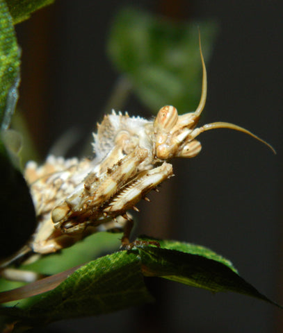 Thistle Mantis Sub-Adult Male