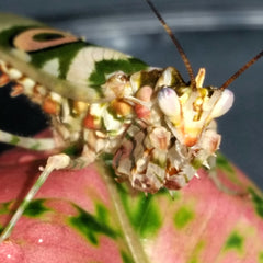 Spiny Flower Mantis Adult Male