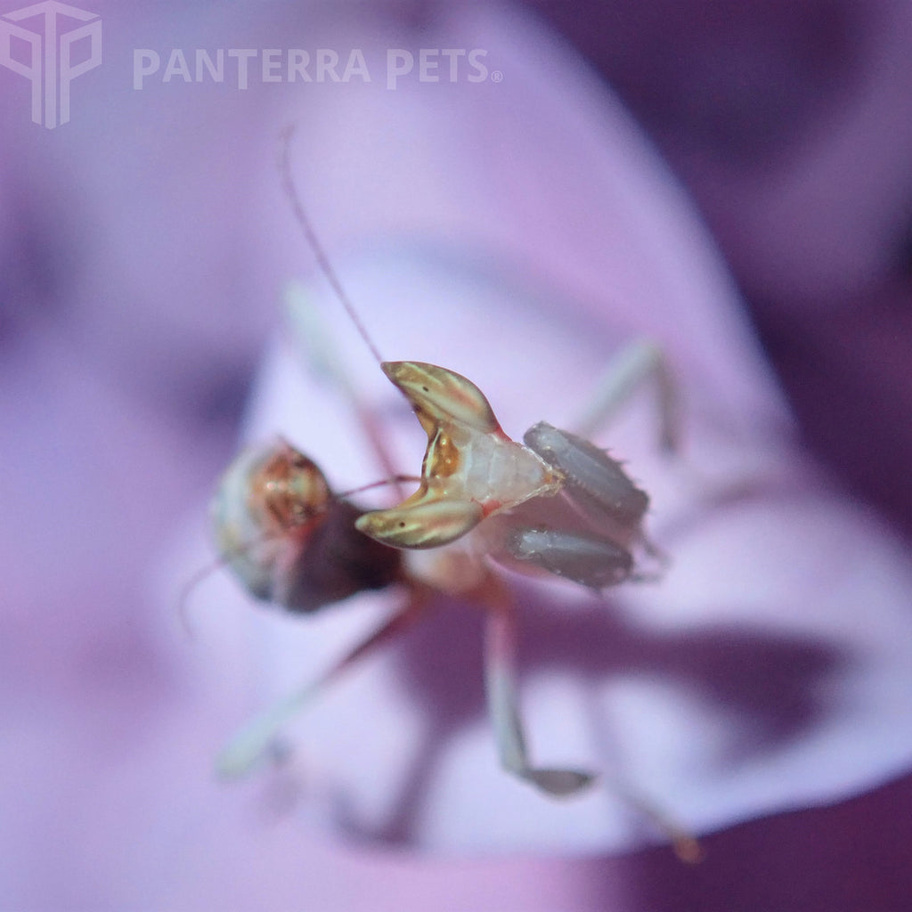 orchid mantis (h. coronatus)