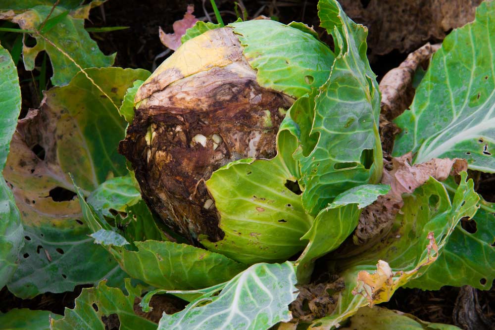 Cách phòng bệnh thối nhũn trên rau cải, bắp cải (rau ăn lá) – Shop TQCC