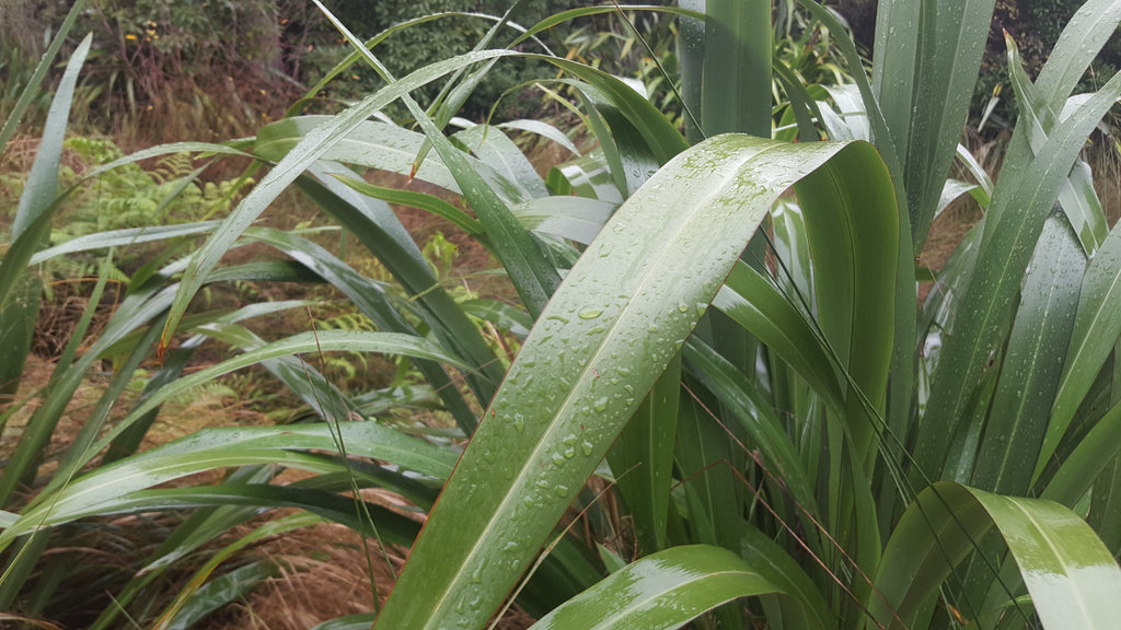 How New Zealand can take advantage of its rainfall