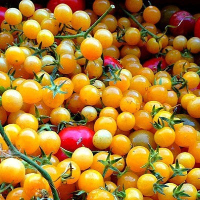 GOLD RUSH HERITAGE HEIRLOOM BRIGHT YELLOW TINY CHERRY CURRANT TOMATO 20 ORGANIC SEEDS CERTIFIED FRENCH ORGANIC GROWER