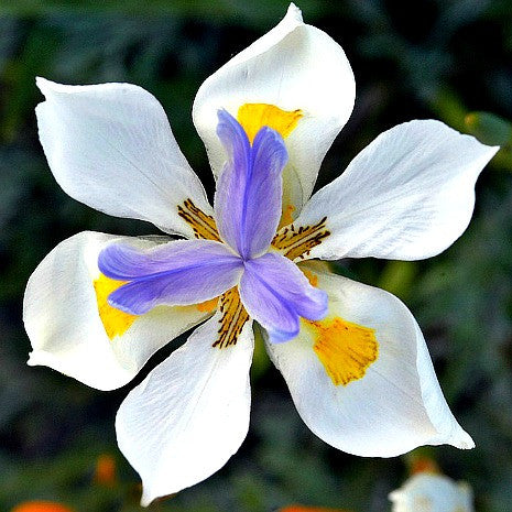 Dietes_grandiflora_SQ_465_grande.jpg?v=1469316478