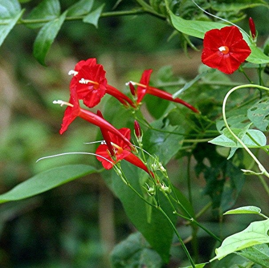 Cypress Vine, tiny red morning glory, 10 seeds, Ipomoea quamoclit