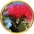 Pohutukawa