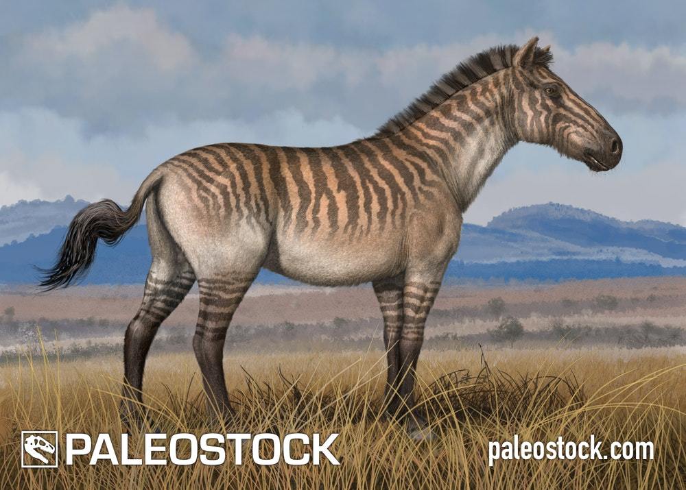 prehistoric zebra