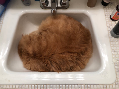 kitten-in-sink