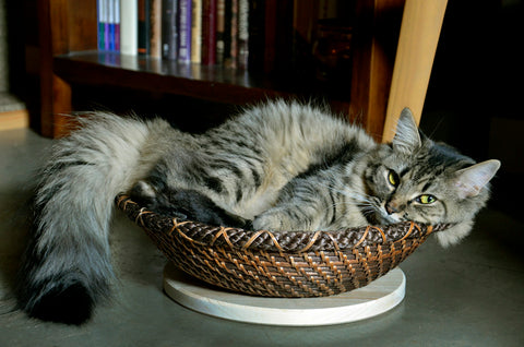 basket-kitty