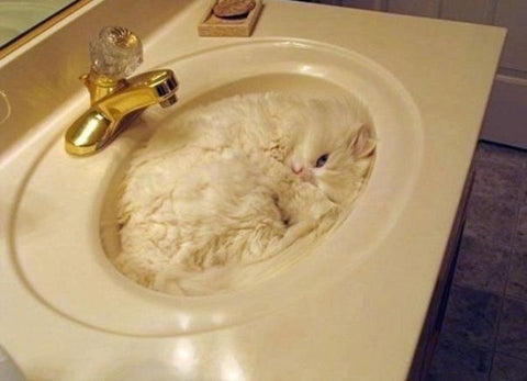 cat-in-a-sink