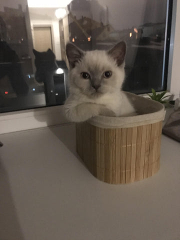 cat-in-tub-kitty