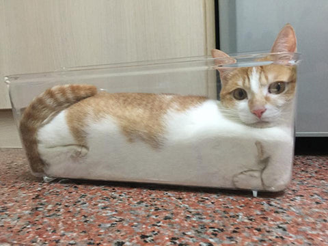 cat-in-boxed-glass