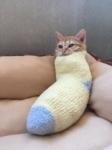 sock-burrito-cat