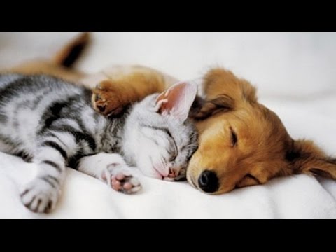 dogs-sleeping-with-cat