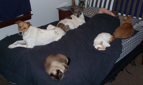 sleeping-with-cats-dogs
