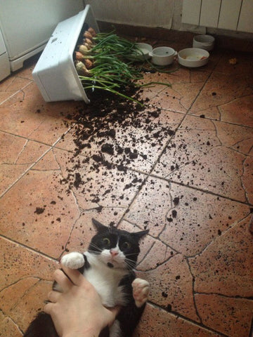 cat broke the plant