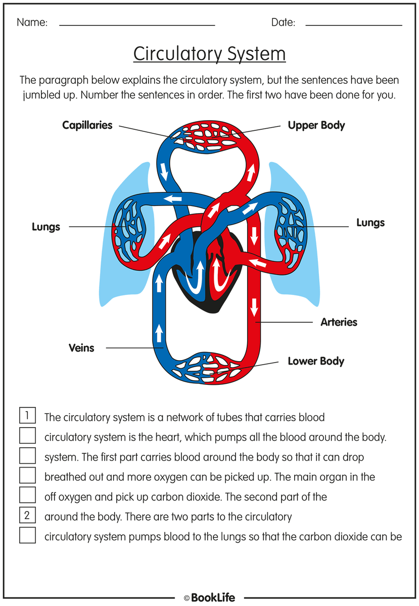 the-circulatory-system-activity-sheet