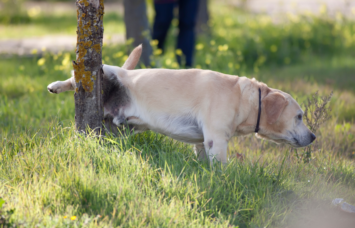 can breathing ammonia from dog urine cause infection