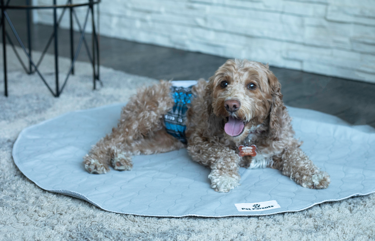 can you use human diapers on dogs