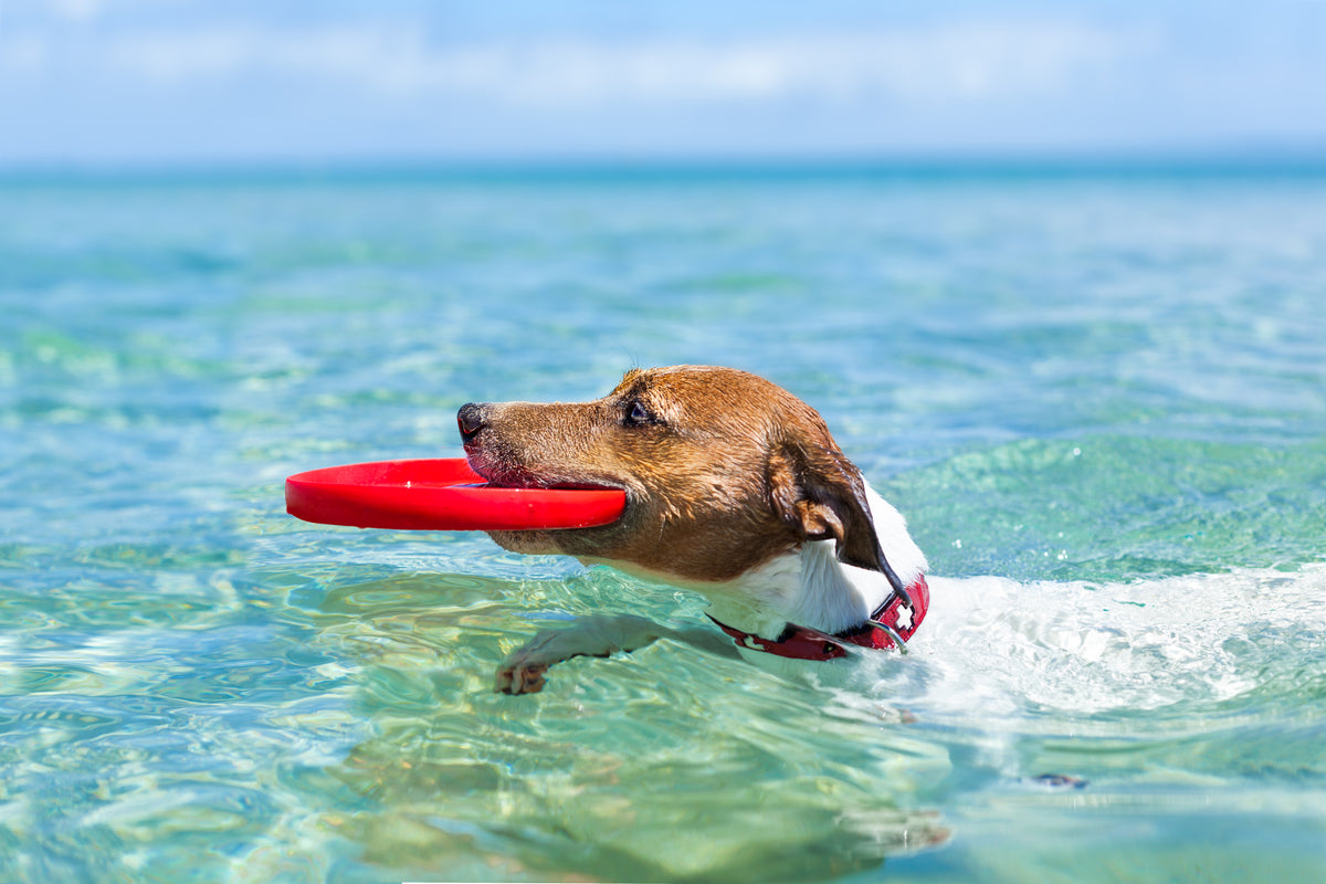 should dogs swim in the ocean