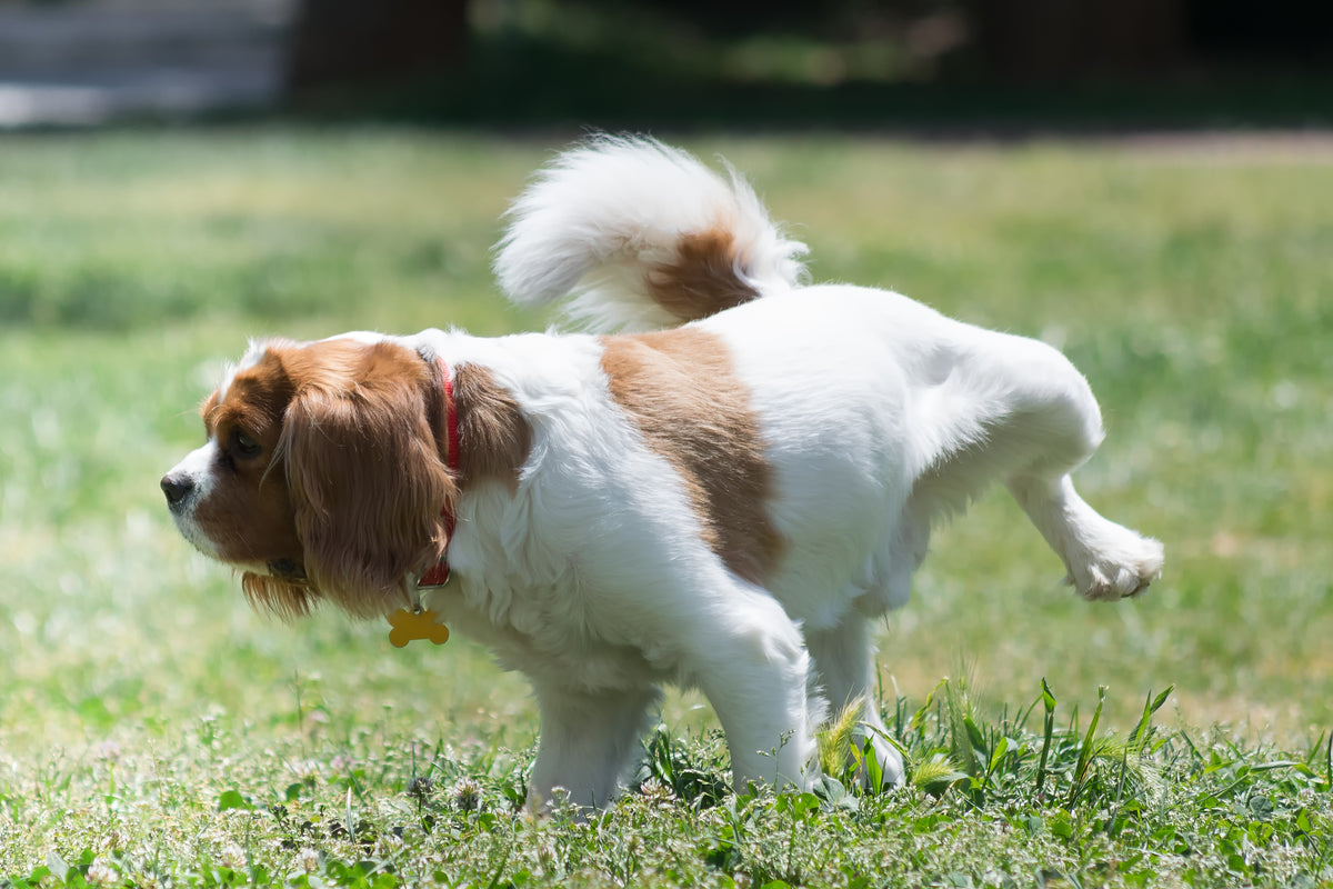 
                
                    Submissive Urination In Dogs And How To Prevent It | Pet Parents®
                
                
                
			