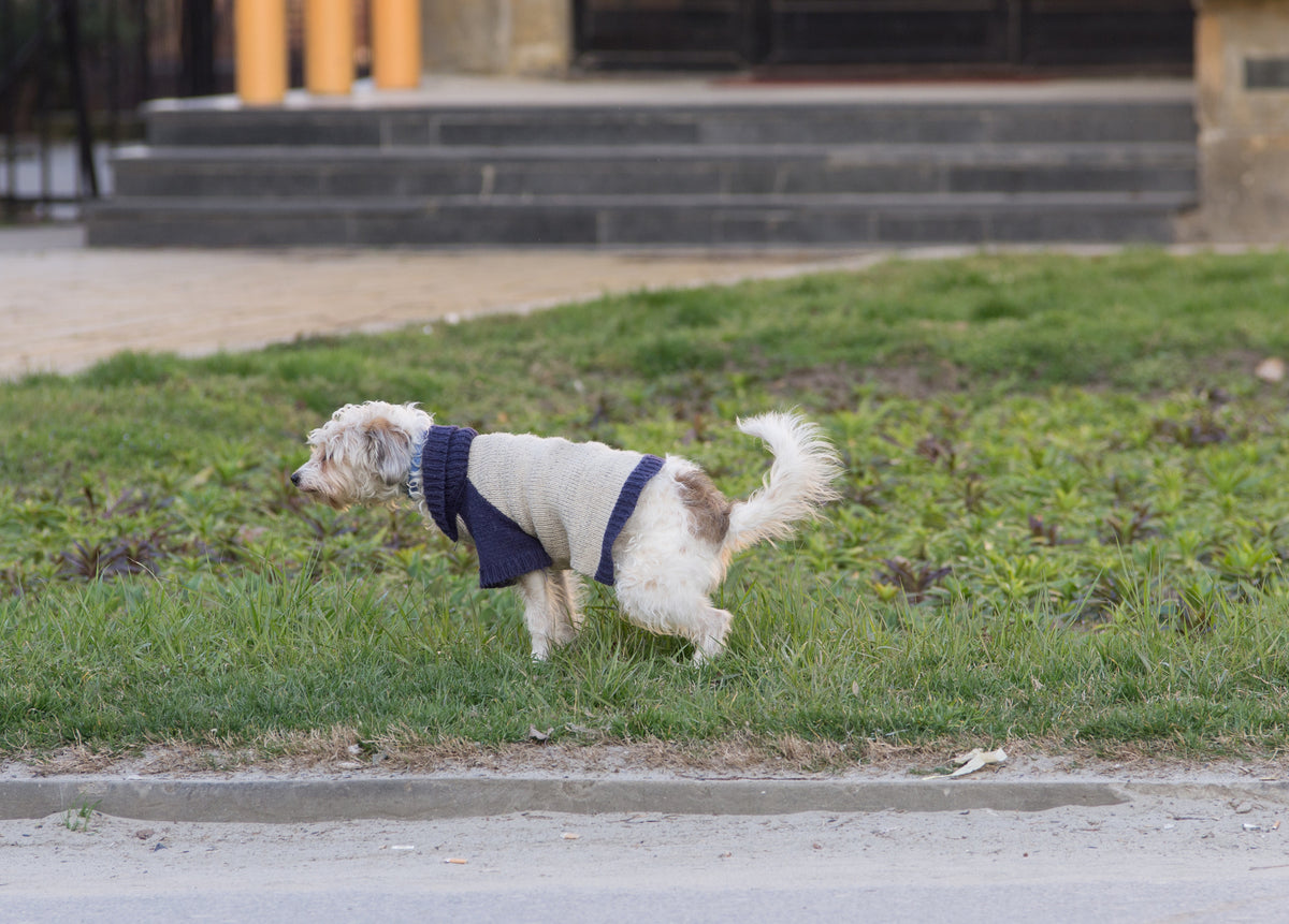 does peeing on your dog establish dominance